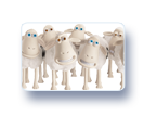 The Famous Serta Counting Sheep 